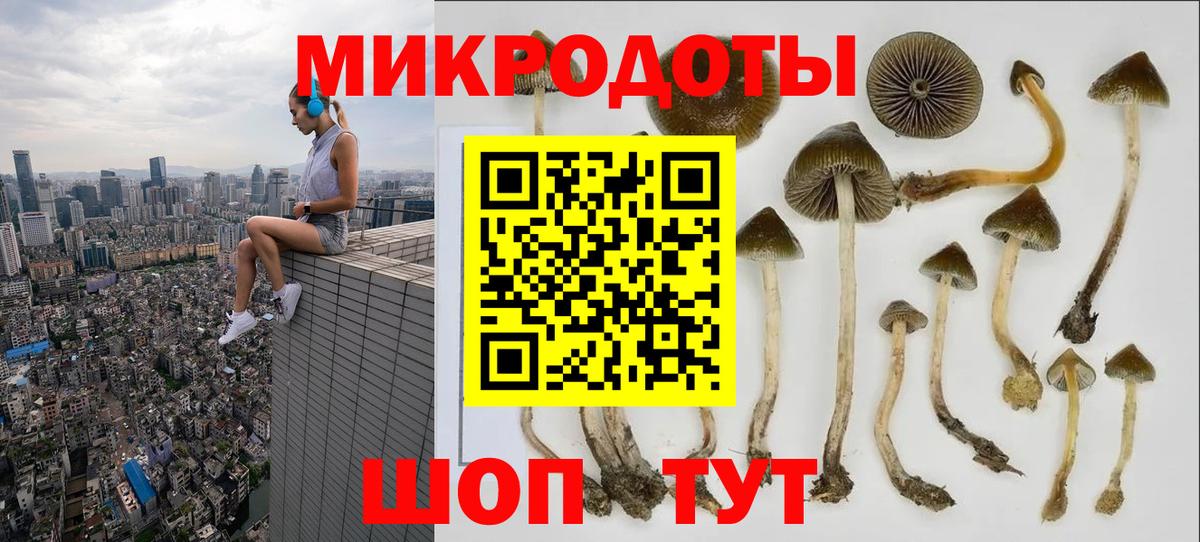 Галлюциногенные грибы Psilocybine cubensis Нововоронеж
